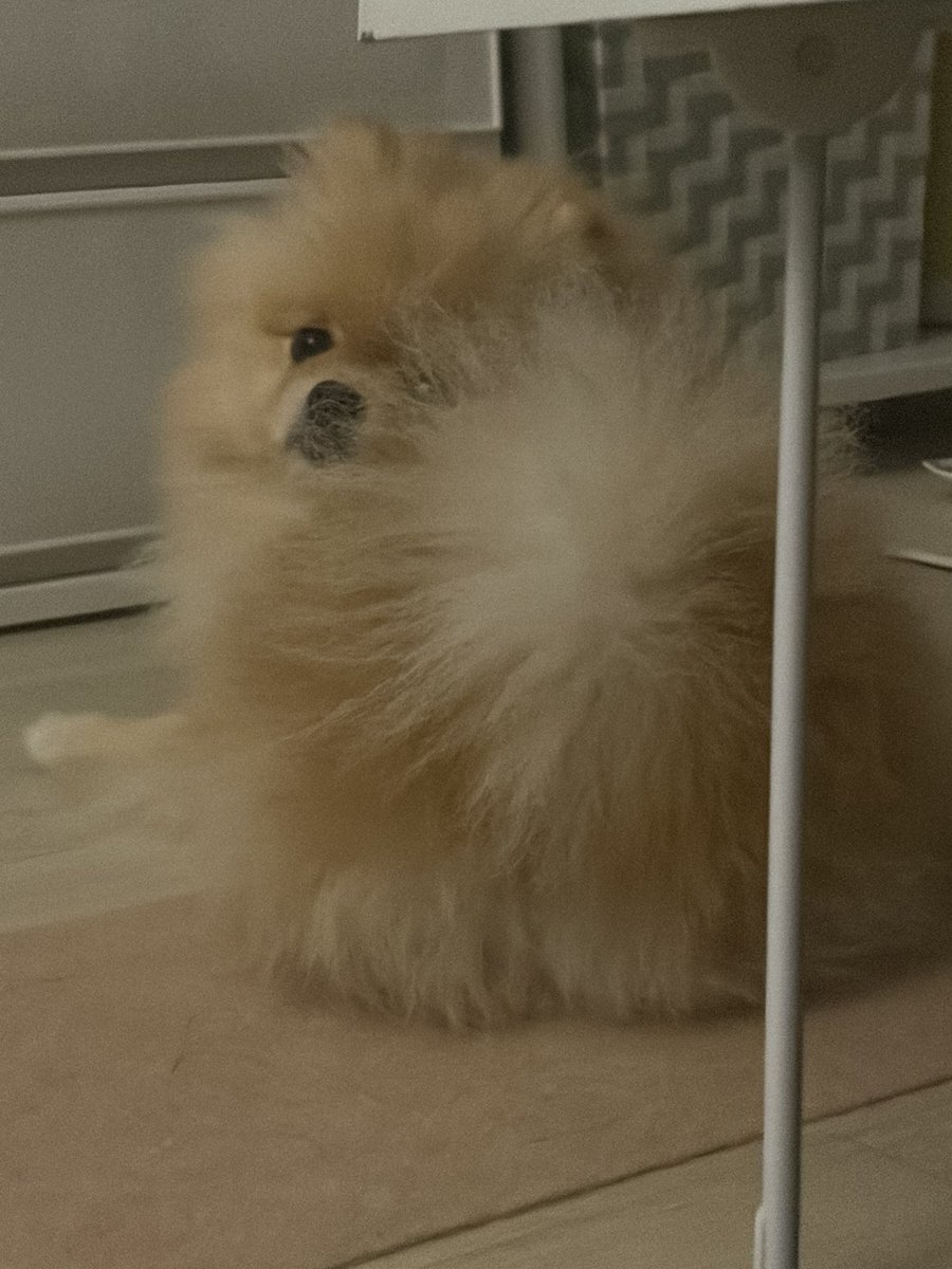 adorable_borry's tweet photo. 푸짐한 엉덩이 되세요

✔️ 2살 추정, 남아(중성화O), 3kg
✔️ 사람, 먹을거 너무너무 좋아함
✔️ 패드에 배변 잘함! 실내마킹x(가끔 실수)
✔️ 경추손상으로 왼쪽앞다리 절뚝거림 / 뒷다리 슬개골탈구3기
#행동사츄이 #임시보호 #입양홍보 https://t.co/rW8dyunQ0a