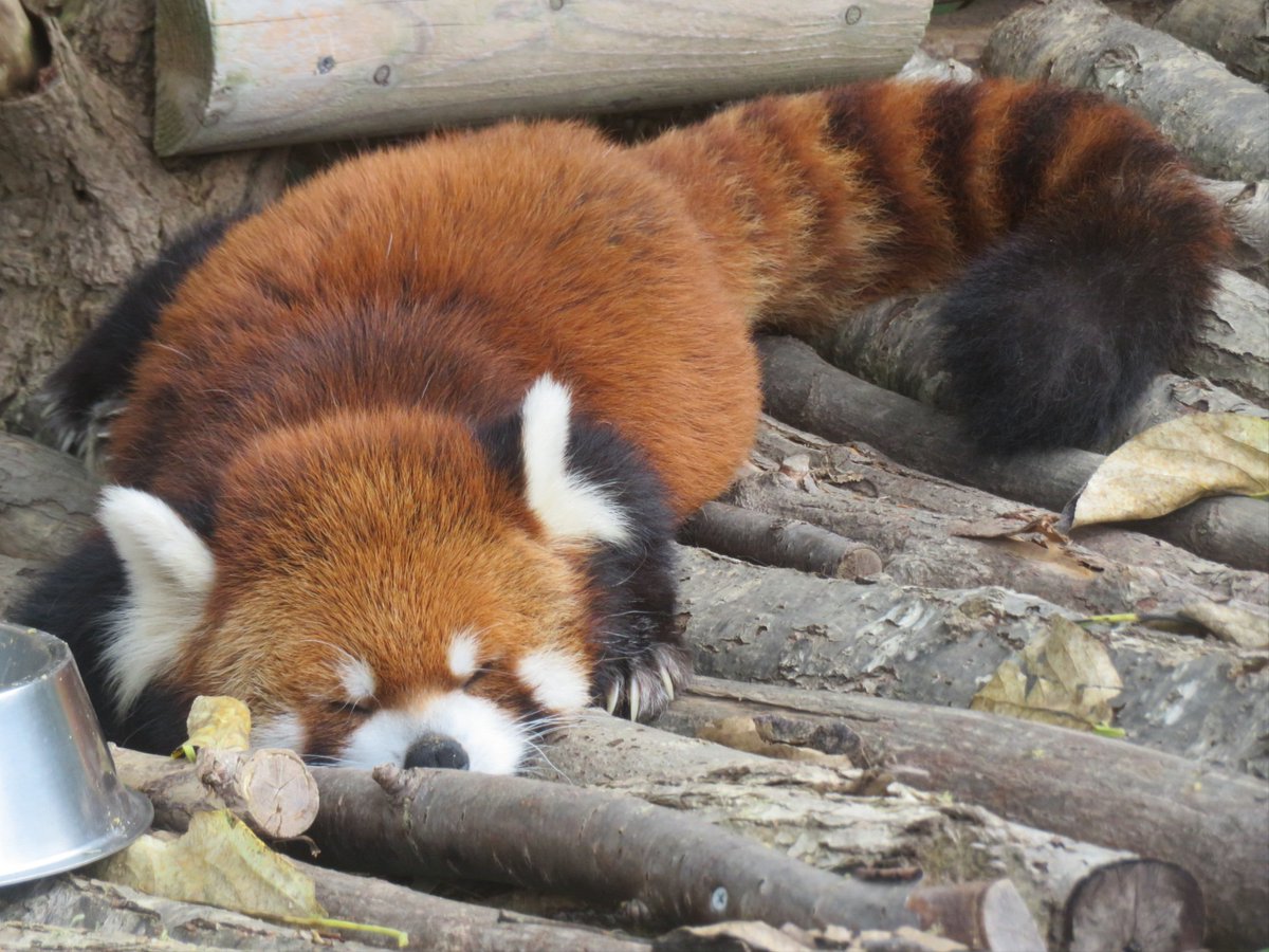 menkotan0714's tweet photo. 色々ポーズでお昼寝エイタくん😴🤭

#円山動物園 #レッサーパンダ
#エイタ https://t.co/pPnAfIPSn2