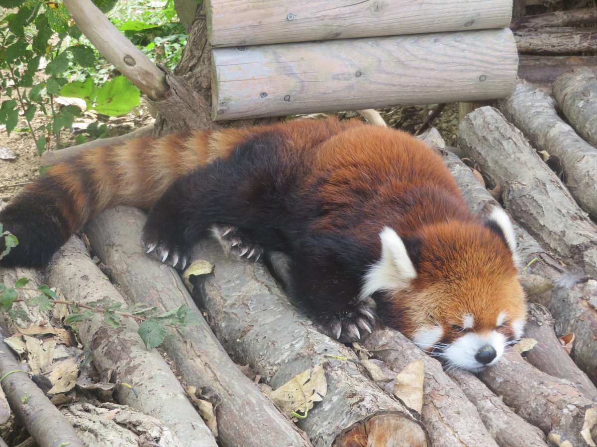 menkotan0714's tweet photo. 色々ポーズでお昼寝エイタくん😴🤭

#円山動物園 #レッサーパンダ
#エイタ https://t.co/pPnAfIPSn2