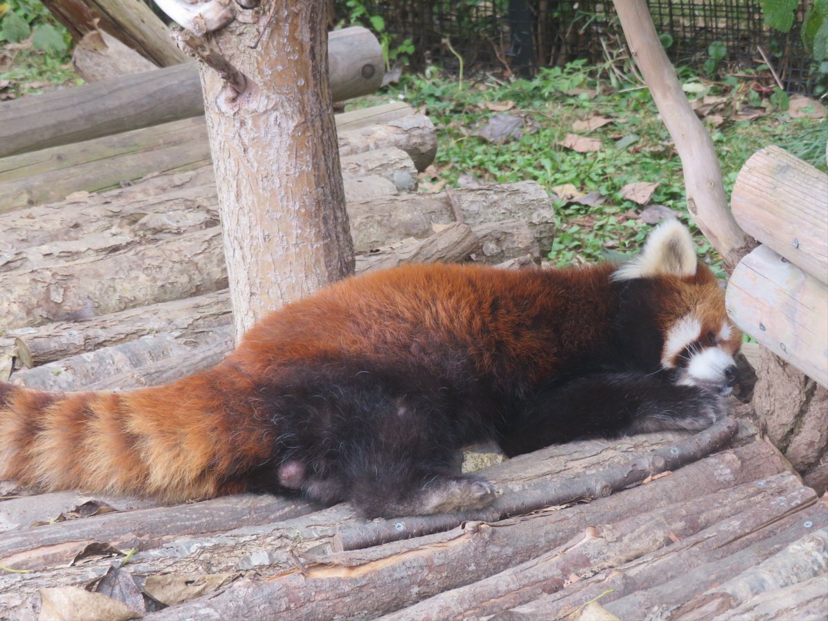 menkotan0714's tweet photo. 色々ポーズでお昼寝エイタくん😴🤭

#円山動物園 #レッサーパンダ
#エイタ https://t.co/pPnAfIPSn2