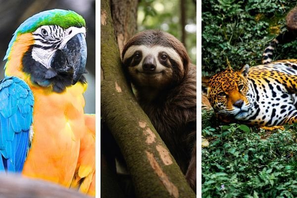 Juliana08780680's tweet photo. @BobetteCarolynn Trump wants the Amazon's minerals. If you don't care about people, care about the millions of Brazilians of other species that'll suffer. Back Lula. Expose Trump. Pick the side of light. USA!!! https://t.co/OTpmOLF1gQ