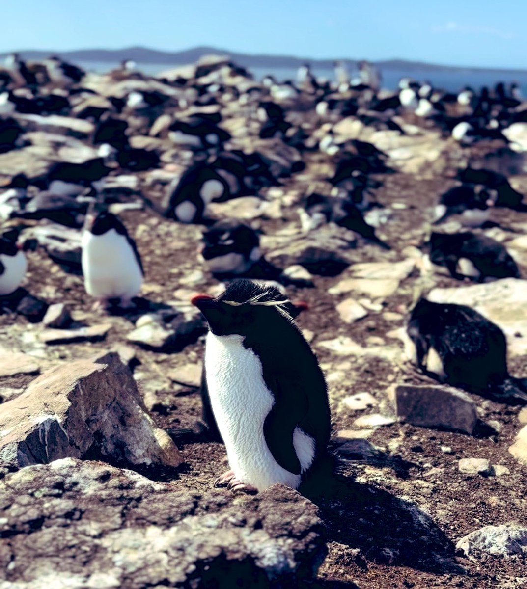 GHFalklands's tweet photo. Happy World Tourism Day 🌍

From local distilleries and a brewery to museums, wildlife tours and breathtaking views from FIGAS planes, there’s so much to discover in the Falkland Islands. 

#Falklands #WorldTourismDay https://t.co/3mD7Z513T1