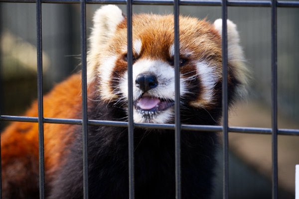 rodpanda21's tweet photo. 優花さん ❤️
昨日の続き。。。
市川市動植物園
#lesserpanda #redpanda #レッドパンダ #小熊貓 #シセンレッサーパンダ #レッサーパンダ #優花 #ユーファ
#動物 #動物園 #zoo #animal #動物写真 #動物園写真 #animalphoto #zoophoto
#動物が好き #レッサーパンダが好き
#市川市動植物園
🍌 https://t.co/04B7iZlVWZ