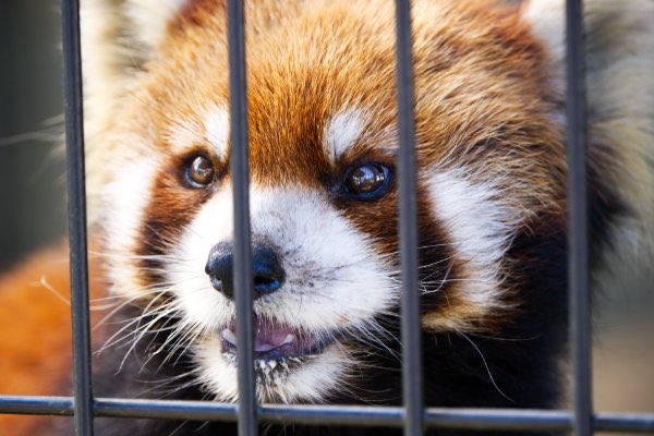 rodpanda21's tweet photo. 優花さん ❤️
昨日の続き。。。
市川市動植物園
#lesserpanda #redpanda #レッドパンダ #小熊貓 #シセンレッサーパンダ #レッサーパンダ #優花 #ユーファ
#動物 #動物園 #zoo #animal #動物写真 #動物園写真 #animalphoto #zoophoto
#動物が好き #レッサーパンダが好き
#市川市動植物園
🍌 https://t.co/04B7iZlVWZ