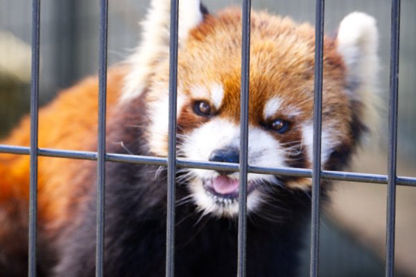 rodpanda21's tweet photo. 優花さん ❤️
昨日の続き。。。
市川市動植物園
#lesserpanda #redpanda #レッドパンダ #小熊貓 #シセンレッサーパンダ #レッサーパンダ #優花 #ユーファ
#動物 #動物園 #zoo #animal #動物写真 #動物園写真 #animalphoto #zoophoto
#動物が好き #レッサーパンダが好き
#市川市動植物園
🍌 https://t.co/04B7iZlVWZ