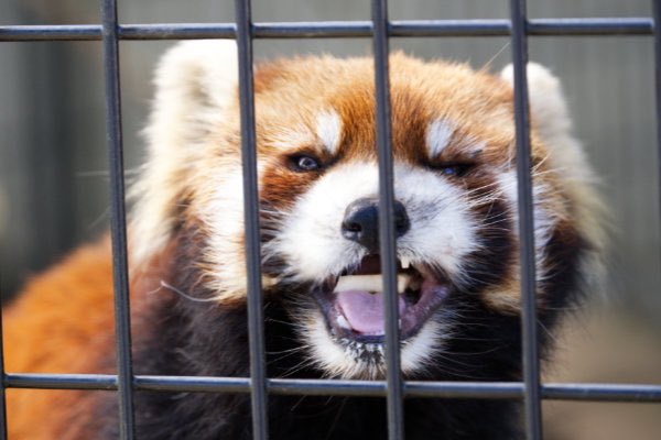 rodpanda21's tweet photo. 優花さん ❤️
昨日の続き。。。
市川市動植物園
#lesserpanda #redpanda #レッドパンダ #小熊貓 #シセンレッサーパンダ #レッサーパンダ #優花 #ユーファ
#動物 #動物園 #zoo #animal #動物写真 #動物園写真 #animalphoto #zoophoto
#動物が好き #レッサーパンダが好き
#市川市動植物園
🍌 https://t.co/04B7iZlVWZ