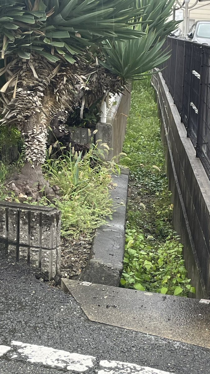 fmayumisan's tweet photo. ☔️今日はあいにくの雨でしたが、市民相談をいただいている現場へ。

側溝に泥土がたまり草が生え、大雨の際に水はけが悪くなるとのご相談や、建物の間を通る水路の草や土について、現地を確認しながらお話を伺いました。

障がいのある方のゴミ出しについてのご相談も。

日々の暮らしの中の身近なお困りごと。一つひとつのお声を大切に、解決につなげられるよう取り組んでまいります。

#徳島市 #徳島市議会議員 #藤田まゆみ　#地域の課題解決