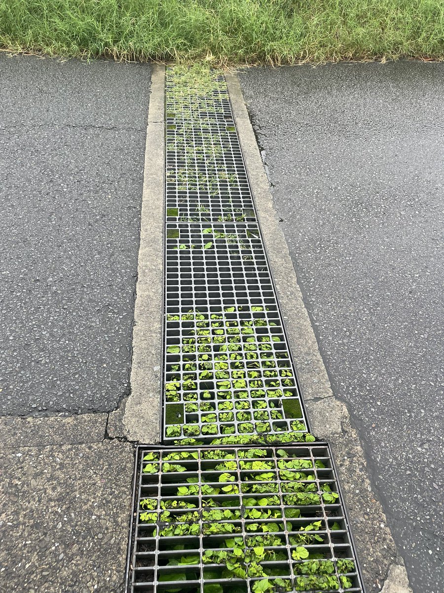 fmayumisan's tweet photo. ☔️今日はあいにくの雨でしたが、市民相談をいただいている現場へ。

側溝に泥土がたまり草が生え、大雨の際に水はけが悪くなるとのご相談や、建物の間を通る水路の草や土について、現地を確認しながらお話を伺いました。

障がいのある方のゴミ出しについてのご相談も。

日々の暮らしの中の身近なお困りごと。一つひとつのお声を大切に、解決につなげられるよう取り組んでまいります。

#徳島市 #徳島市議会議員 #藤田まゆみ　#地域の課題解決