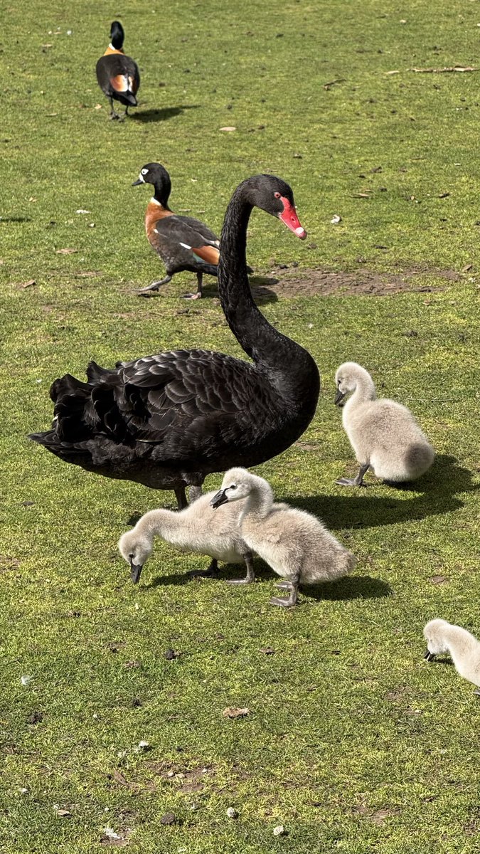 wapple15's tweet photo. Another #Swanday with bonus #Duckment #DuckReport #SwanReport https://t.co/hIQPfLPqgu