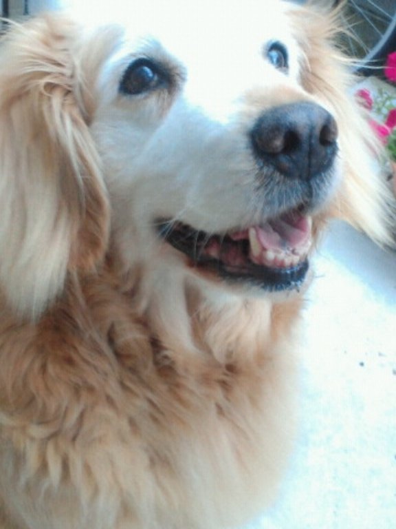 neko321nk's tweet photo. おすすめに犬の画像とか動画流れてくると、健やかに生きてねと可愛いわんこ見せてくれてありがとうの激重の念を込めていいねをしている
すべての犬幸せであってほしい
画像は虹の橋を渡った愛犬です https://t.co/7jPkXO52mA