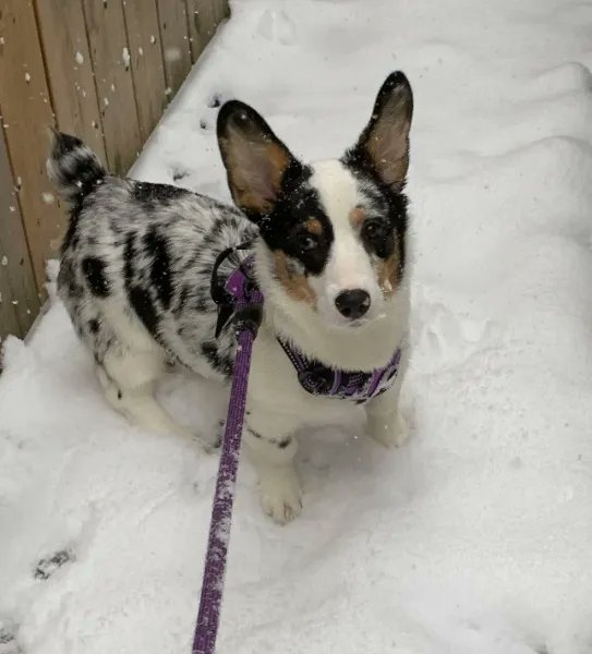 TiffanyWitcher's tweet photo. This is Rocky my eldritch corgi. Do not let his cute looks betray your eyes. If you want to gift this creature or me something check out my throne.  https://t.co/gTLPNPtFDO https://t.co/xquEzqWtyz
