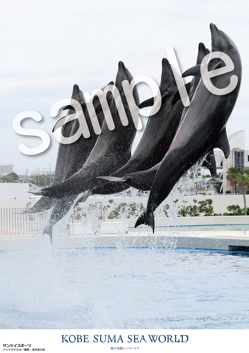 sanspooskseiri's tweet photo. #神戸須磨シーワールド のコンビニプリント９月２９日発売分は #シャチ #バンドウイルカ です。 全国のコンビニ、マルチコピー機からお買い求めいただけます！ Ａ3普通紙／Ａ4光沢紙ともに300円 詳しくは⇒https://t.co/b3XdtXGyHe………  https://t.co/vtyuOqETmV https://t.co/MnX4hcjq89