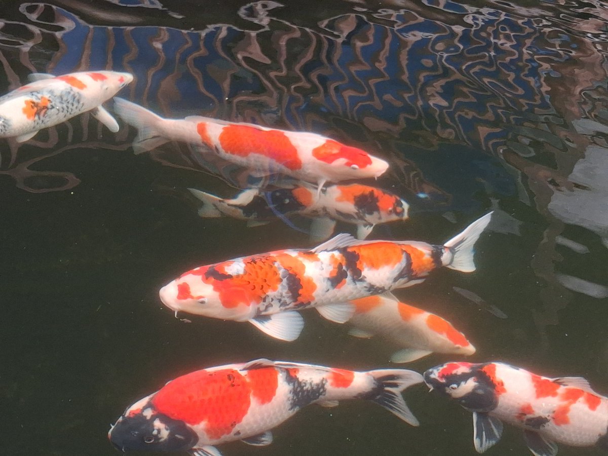 amaranthfever's tweet photo. Majestic porcelain lookin fish, too bad they will run me a thousand bucks to buy... https://t.co/CXjpWVXK0o