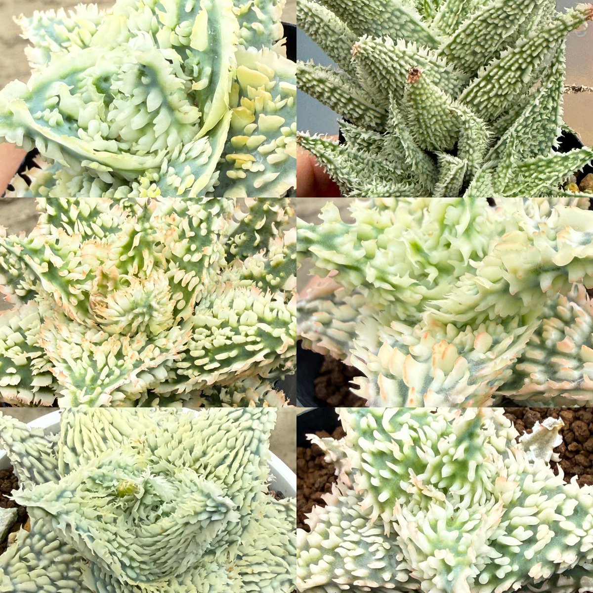 awn_plants's tweet photo. 白いのばかり色々出品してみました◎
ヤフオクページへはプロフィール欄からどうぞ🫱よろしくお願いします😆🙏
#awn_aloe_hyb 
#aloe_hybrid
#aloe #アロエ
#aloehybrid 

10/2–3 ON THE PLANTS（福岡）
10/31–11/1 BOTANICBOMB
11/28 京都みどりのマルシェ番外編 in トート広場 https://t.co/lajySaSIaT