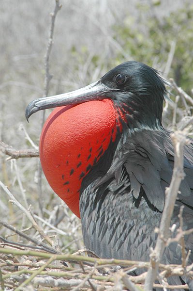allkillshadow's tweet photo. real shit though i’m making a villain avian with this type of bird 
i was gonna to a scarlet macaw but i think this looks more sinister https://t.co/yJZBjD7hp1