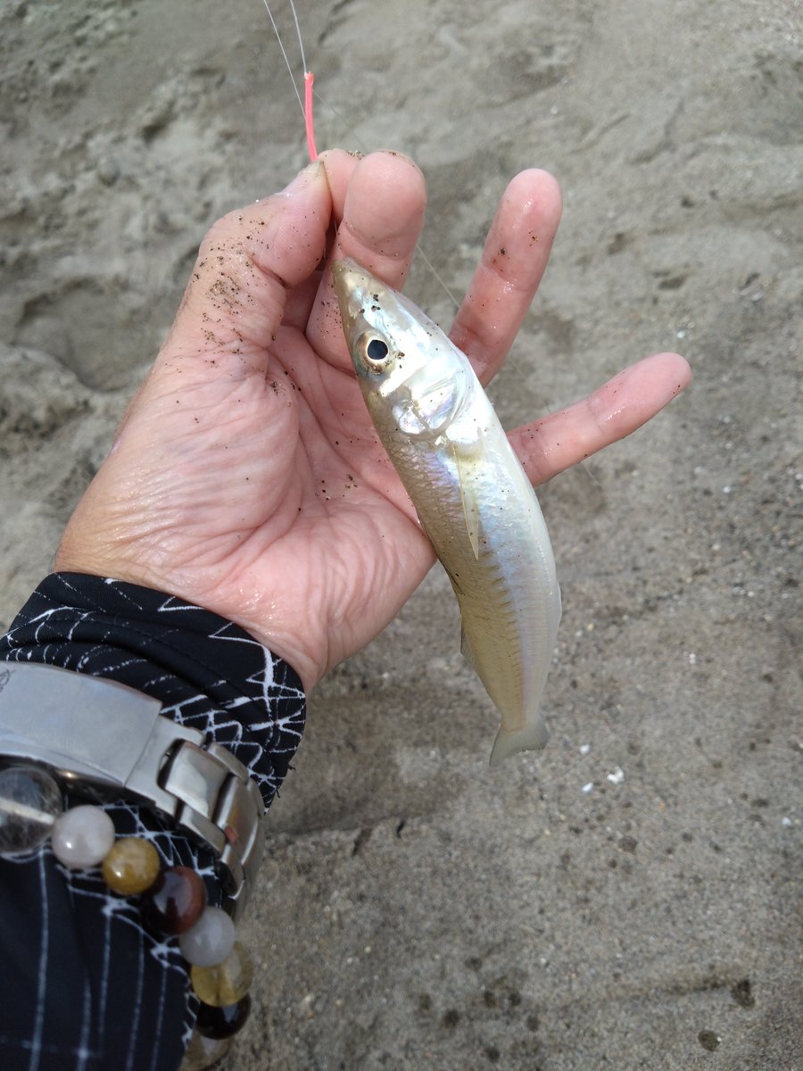 moheo640's tweet photo. またしてもイカの姿見えないんだが🤣

狙いあっさり切り替えてキスに😇

超大型出なかったけど満足です✨ https://t.co/8NmFDiKH8O