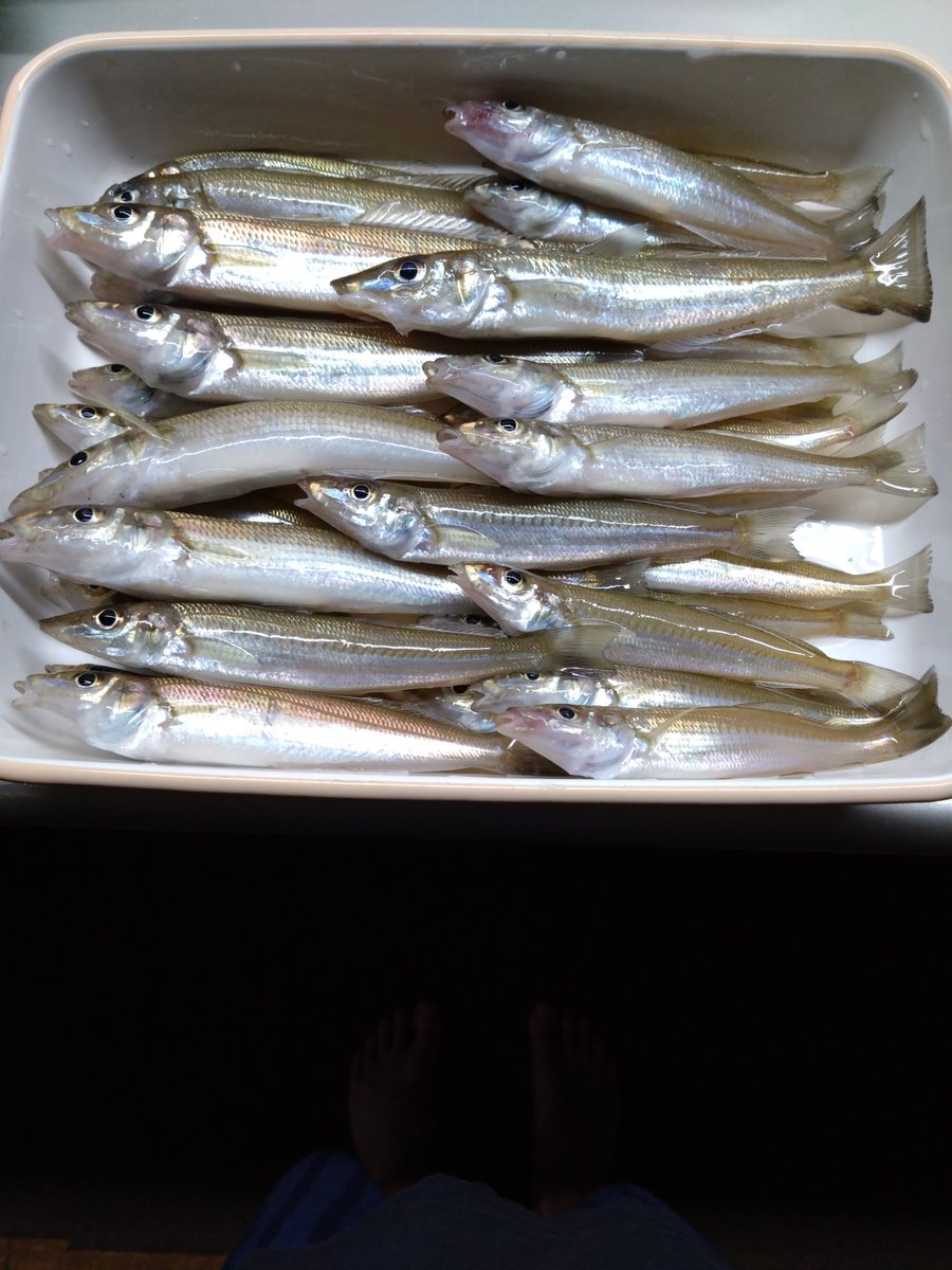 moheo640's tweet photo. またしてもイカの姿見えないんだが🤣

狙いあっさり切り替えてキスに😇

超大型出なかったけど満足です✨ https://t.co/8NmFDiKH8O