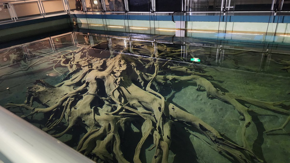 mh_11076's tweet photo. 埋没林博物館 https://t.co/Qw1nPygrDF
