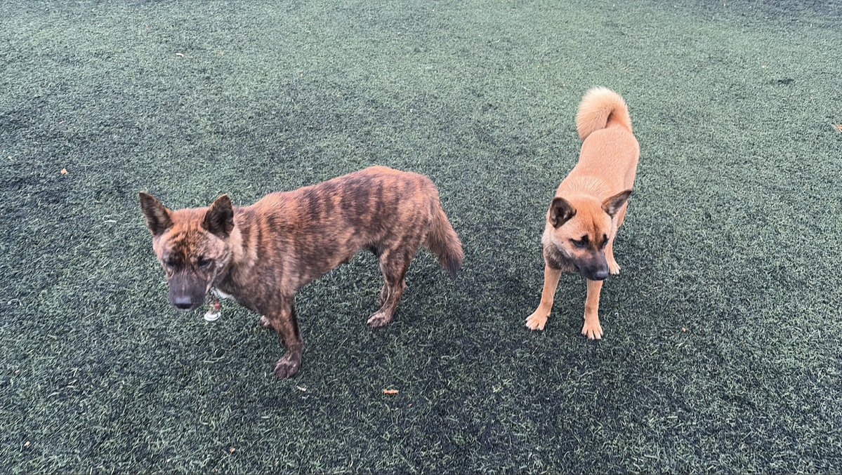 gorira042323's tweet photo. 暁星国際グラウンドに首輪を付けた迷い犬が2匹います。※左は後ろ片足怪我、ダニの恐れがあるので触っていません。
#暁星国際 #迷い犬 #拡散希望RPおよび情報提供ご協力お願いいたします https://t.co/yOtfOWDA1L