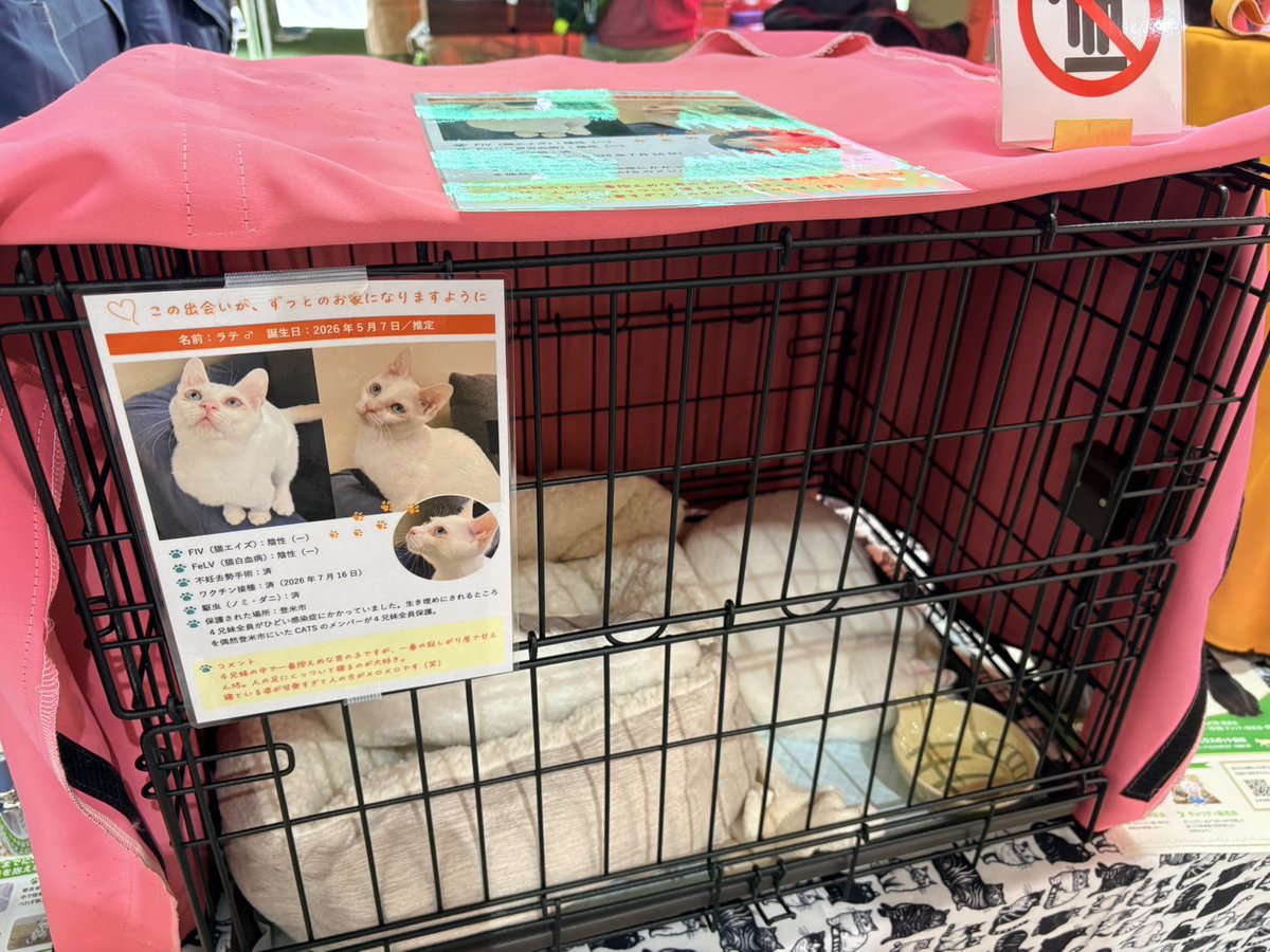 NPO_CATS2026's tweet photo. 昨日は４回目の「CATS譲渡会プラス」
今回はイズミマルシェと同時開催の「HAPPY CAT譲渡会」への参加です。
多くの皆様に足を運んでいただき心より感謝申し上げます。

いつもの「飼い主のいない猫に関する相談会」やグッズ販売、チャリティー販売会も同時開催いたしました。

本日の集計
来場者数　オープンスペース（たくさん😅）
トライアル申込　９件
相談件数　２件
募金箱　¥21,097
グッズ　¥12,800
チ��リティー　¥4,500
合　計　¥38,397

次回の開催は！
🍀お日にち
9月26日（土）
🍀会場
ブランチ仙台　まちづくりスポット
仙台市泉区長命ヶ丘２丁目21-1　ブランチ仙台WEST108区画 
🍀時間
・譲渡会　10:30〜14:30
・チャリティ販売・猫の相談会　10:30〜15:00

皆様ぜひお越しくださーい😀
