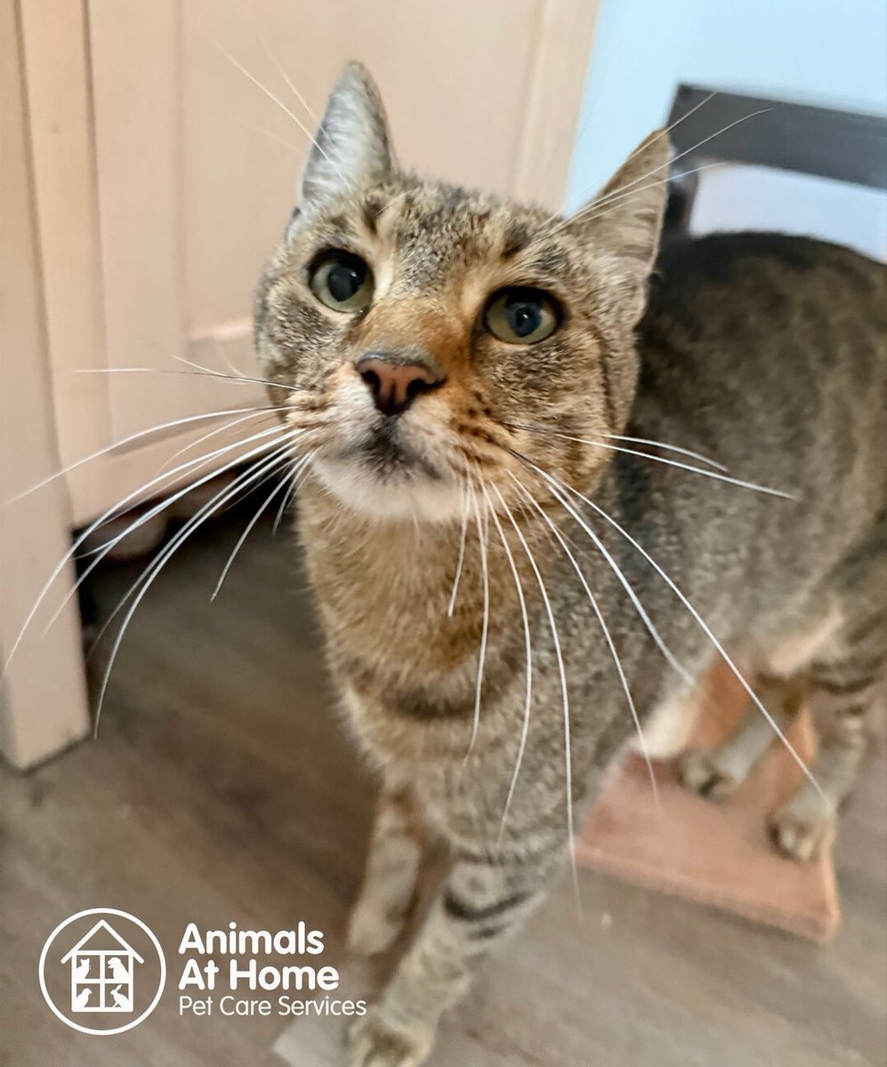 animalsathomenw's tweet photo. Jasmine loves a visit from Animals at Home. Our cat feeding service allows your cat to stay at home while you are away, staying in their normal routine and avoiding the stress of a cattery.
Book us for your next trip away.
#catcare #catsitting #catfeeding #petcare #northwarwi… https://t.co/FeQPoL1n4s
