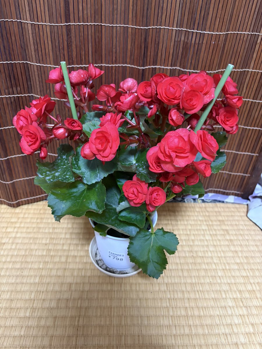 ururun0501's tweet photo. ミニバラを探してたんだけと、一目惚れで買ってきた！
リーガスベゴニア　なんも育て方見てないけど、真っ赤な花がすごい👍

#花の写真 https://t.co/Xn5BUvCk9a