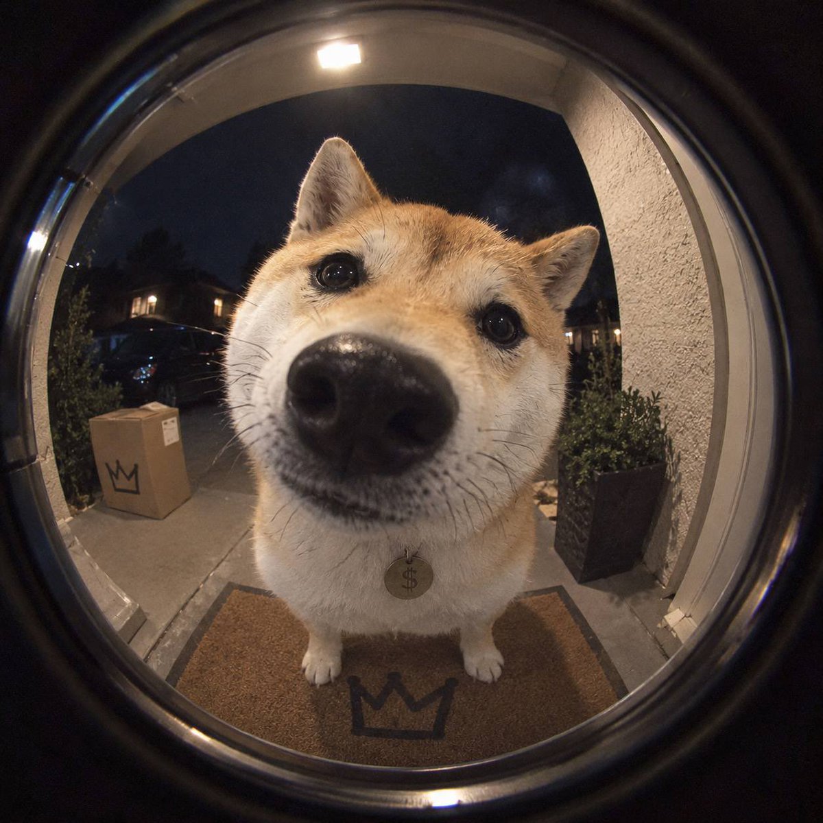 Br0bama's tweet photo. @gem_insider Imagine what kind of returns you can give to your community by having the dog with the best lore on Robinhood!

Noxa has cashcat
Pons has robinhood:0x8d8f709357203b4933af3ac410cc521c5680611f https://t.co/4IpPNKgEDu