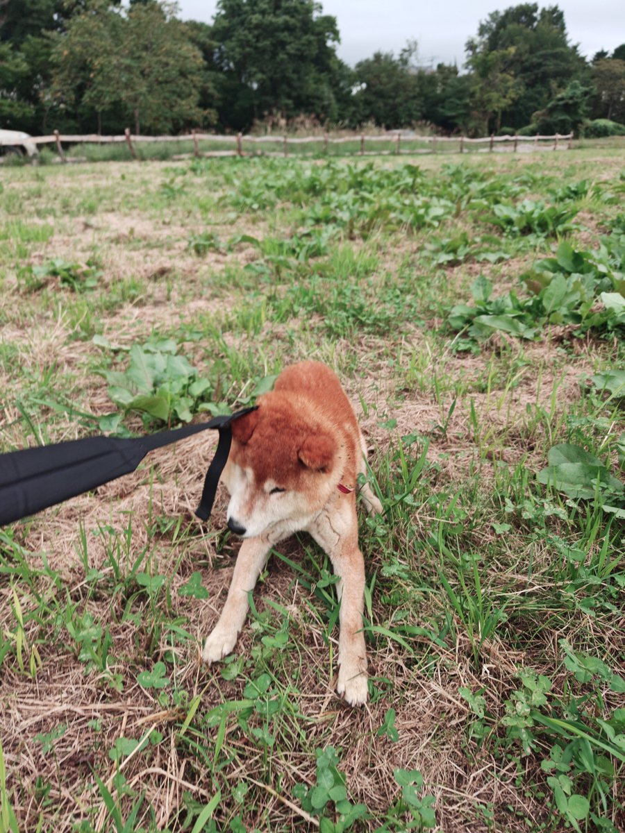 shibakenseichan's tweet photo. 本日9月27日16:30頃。
山梨県北杜市の地図上の辺りを犬が歩いているのを、たまたま通り掛かった数名で保護しました。
ほかの方が警察に連絡してくれて、警察に引き渡しました。
シニアの柴犬で目は見えてないと思われるます。
リードは私のカバンの物です。
日曜日なので、一晩警察で過ごして、市役所の方に行くとの事でした。
当方静岡県在住でたまたま通り掛かっただけなので土地勘無くてすいません。
#迷子犬　#山梨県 #北杜市　#長坂IC
#柴犬