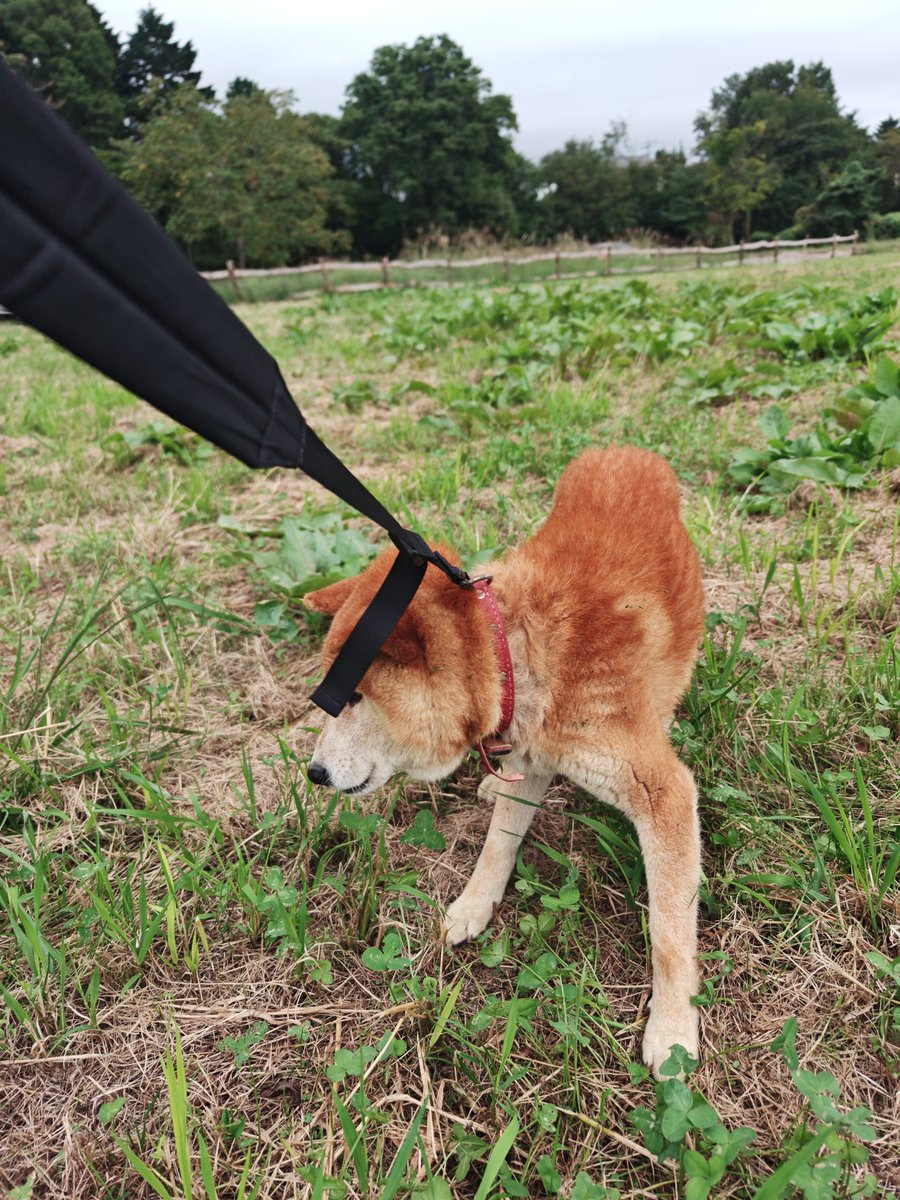 shibakenseichan's tweet photo. 本日9月27日16:30頃。
山梨県北杜市の地図上の辺りを犬が歩いているのを、たまたま通り掛かった数名で保護しました。
ほかの方が警察に連絡してくれて、警察に引き渡しました。
シニアの柴犬で目は見えてないと思われるます。
リードは私のカバンの物です。
日曜日なので、一晩警察で過ごして、市役所の方に行くとの事でした。
当方静岡県在住でたまたま通り掛かっただけなので土地勘無くてすいません。
#迷子犬　#山梨県 #北杜市　#長坂IC
#柴犬