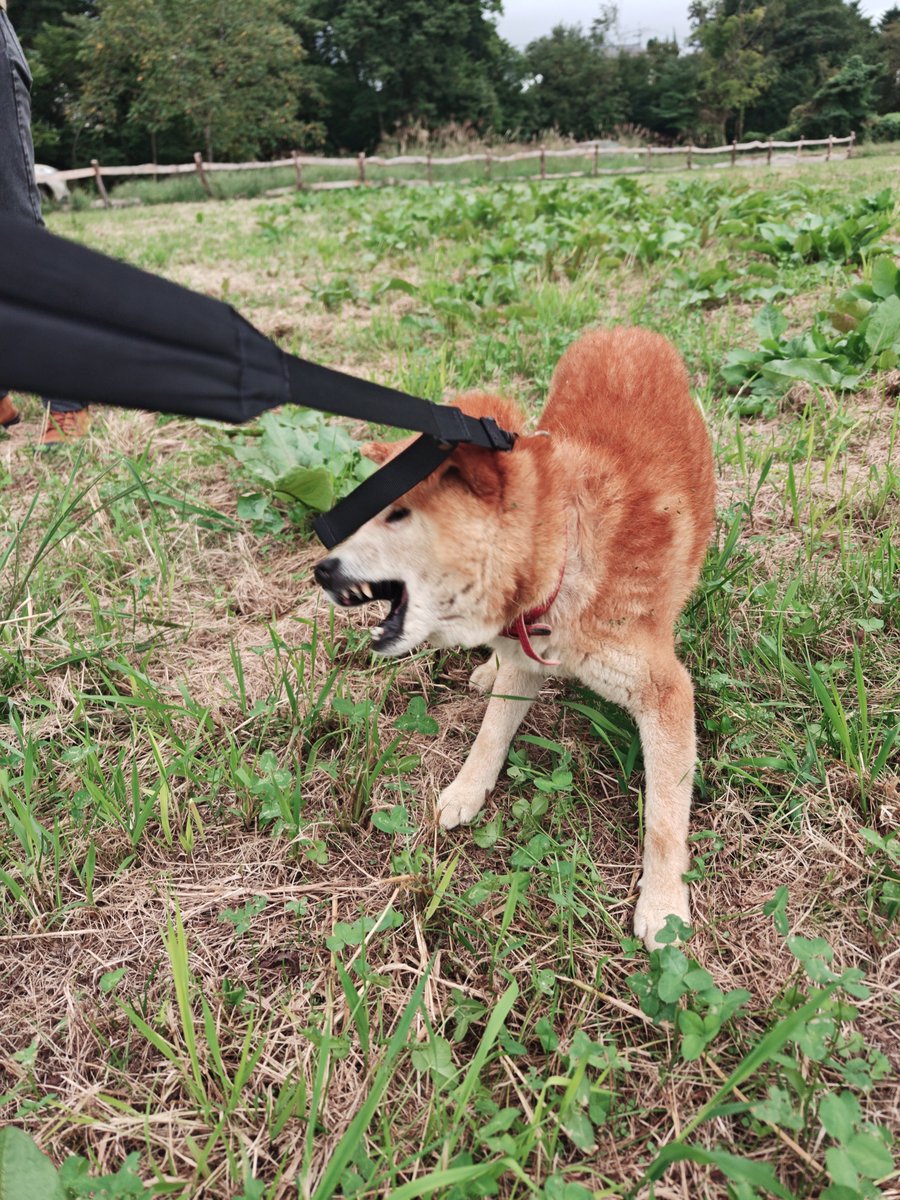 shibakenseichan's tweet photo. 本日9月27日16:30頃。
山梨県北杜市の地図上の辺りを犬が歩いているのを、たまたま通り掛かった数名で保護しました。
ほかの方が警察に連絡してくれて、警察に引き渡しました。
シニアの柴犬で目は見えてないと思われるます。
リードは私のカバンの物です。
日曜日なので、一晩警察で過ごして、市役所の方に行くとの事でした。
当方静岡県在住でたまたま通り掛かっただけなので土地勘無くてすいません。
#迷子犬　#山梨県 #北杜市　#長坂IC
#柴犬
