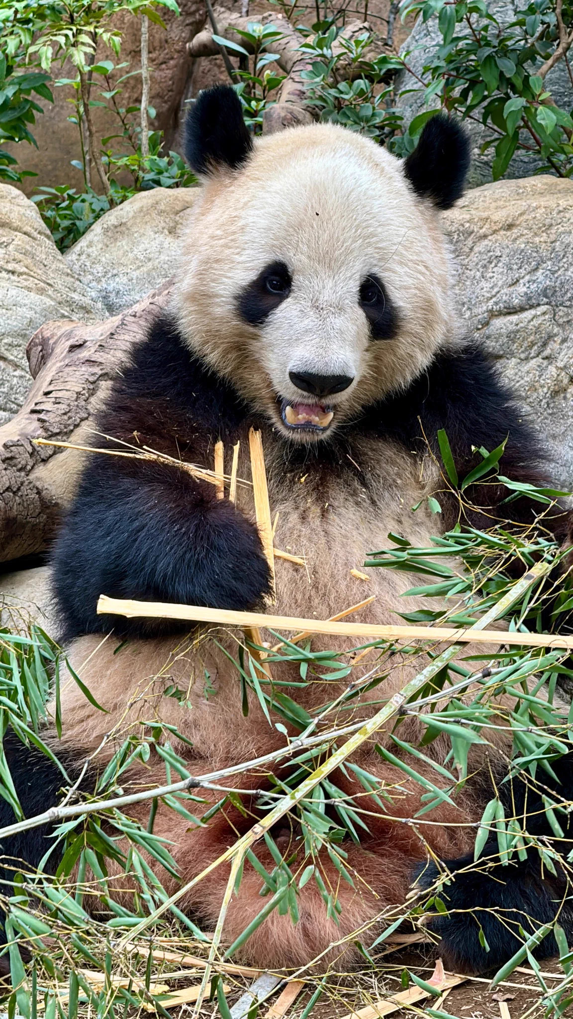 panda_xiang_xiang on X: 