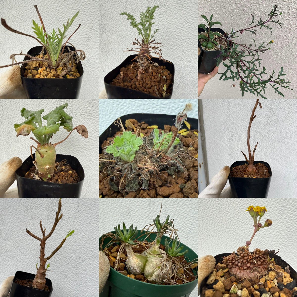 awn_plants's tweet photo. 冬型色々追加しました。オトンナのspは葉も良いし、よく太るしめちゃくちゃおすすめです◎
ヤフオクページへはプロフィール欄からどうぞ🫱
#othonna #オトンナ
#pelargonium #ペラルゴニウム
10/2–3 ON THE PLANTS(福岡)
10/31–11/1 BOTANICBOMB
11/28 京都みどりのマルシェ番外編 in トート広場 https://t.co/XE1cBeMjB9