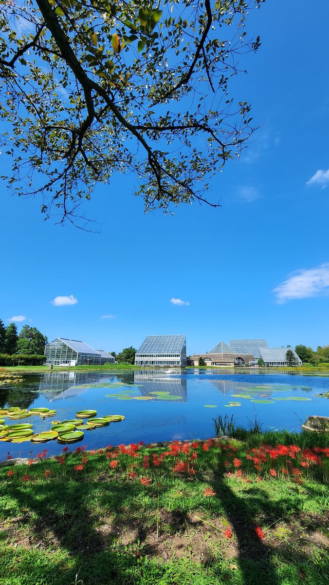 mh_11076's tweet photo. 中央植物園
すごくよかった🪷 https://t.co/8RVWiCQHCV