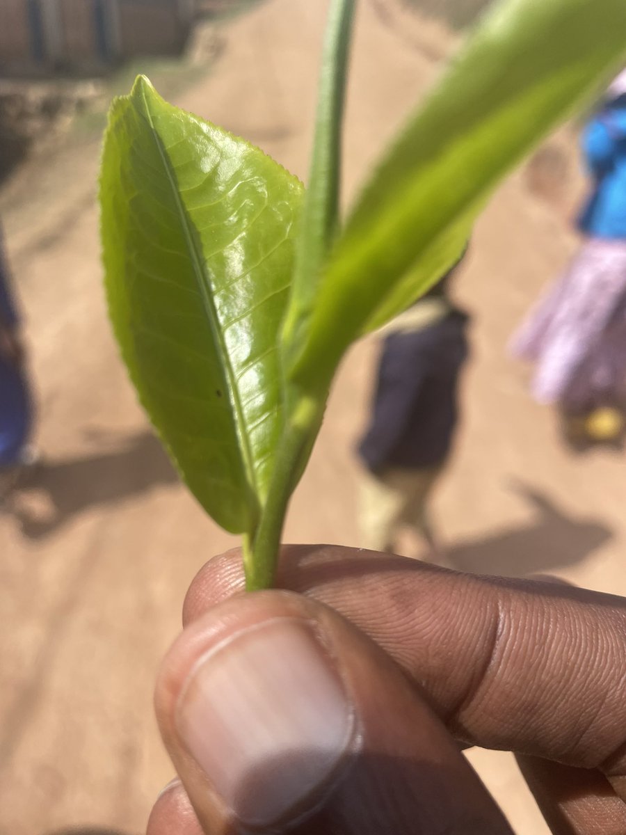NgombwaV's tweet photo. Beauty in nature
#VisitRwanda https://t.co/6UuJ3URdd0