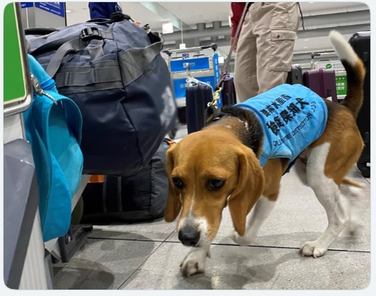 takaichi_sanae's tweet photo. シルバーウィークで空港を利用された方々の中には、「動植物探知犬」が旅客の手荷物を嗅ぐ「探知活動」の様子をご覧になった方もおられるかもしれません。

海外からの家畜伝染病の国内への侵入を防ぐため、海外から手荷物として肉やハム・ソーセージなどの畜産物を日本に持ち込むことは禁止されています。
｢探知犬｣は、旅客の手荷物等にこのような畜産物等が紛れ込んでいないかを発見するために活動しています。

多くの国で｢アフリカ豚熱｣などの家畜の重大な病気が発生しています。
これらの病気は肉や肉製品を介して感染することが知られており、一度侵入すると国内の畜産農家に大きな被害が及ぶことになります。

政府では、『家畜伝染病予防法』に基づき、国内の畜産業に甚大な影響を及ぼす家畜の病気の発生予防・まん延防止に取り組んでいます。
本年5月に先の国会で成立したこの法律の改正では、「豚熱への効率的・迅速な対応」等に加え、「輸入禁止品への対応強化」など海外からの家畜伝染病を水際で食い止めるための取組が一層強化されました。

国民の皆様におかれましても、海外から帰国される際に、肉製品の持ち込みはなさいませんようお願いいたします。

＜家畜伝染病予防法の一部を改正する法律の概要＞
家畜伝染病予防法の一部を改正する法律(令和8年5月19日公布)
https://t.co/bIdGgcneBU
家畜伝染病予防法の改正（令和8年）について：農林水産省
https://t.co/tvhtVXxOdO