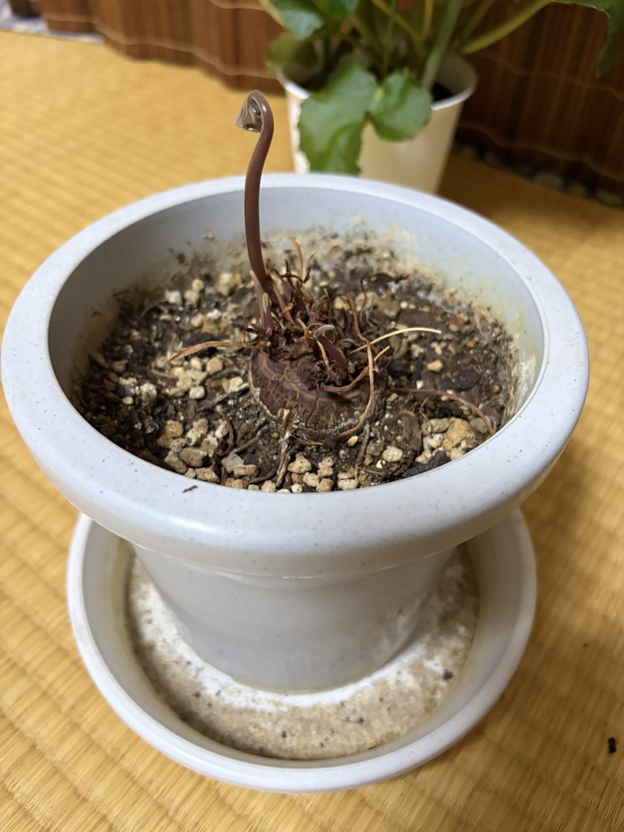 ururun0501's tweet photo. あとは球根で越してるこやつがどこまで頑張れるのか、楽しみ

なんか1本葉が出てきたな
そろそろ水やり少しやり始めるかな

#花の写真 https://t.co/95P5n44xzg