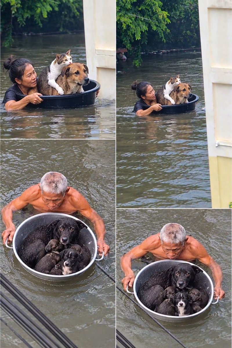 malimalineee's tweet photo. “ในวันที่วิกฤตถาโถม... สิ่งเดียวที่ทิ้งไม่ได้คือ ‘ครอบครัว’ 🌧️🐶🐱

ภาพที่เห็นอาจดูทุลักทุเล บางคนอุ้มไว้แนบอก บางคนจับใส่กะละมัง หรือหาภาชนะเท่าที่จะพอประคองชีวิตน้อย ๆ นี้ให้ข้ามผ่านสายน้ำไปได้ แต่มันกลับเต็มไปด้วยความอบอุ่นและพลังใจอันยิ่งใหญ่

เพราะสำหรับเรา ไม่ว่าจะหมา แมว หรือสัตว์เลี้ยงชนิดไหน พวกเขาไม่ได้เป็นแค่สัตว์เลี้ยง แต่คือหนึ่งสมาชิกในครอบครัวที่เราพร้อมจะสู้และปกป้องจนถึงที่สุด ❤️🐾

ในทุกวิกฤตเรามักได้เห็นแววตาที่ไม่ยอมแพ้ของมนุษย์ และความจงรักภักดีของเด็ก ๆ ที่พร้อมจะสู้ไปกับเรา

เป็นกำลังใจให้ผู้ประสบภัยทุกท่านและเด็ก ๆ ทุกตัว ขอให้ปลอดภัย น้ำลดลงและกลับเข้าสู่สภาวะปกติในเร็ววันนะคะ 🙏สะพานบุญและพลังใจส่งถึงทุกคนค่ะ 🏡✨

#น้ำท่วม #ช่วยสัตว์เลี้ยง #เซฟสัตว์เลี้ยง #ไม่ทิ้งกัน #ขอให้ปลอดภัย”
