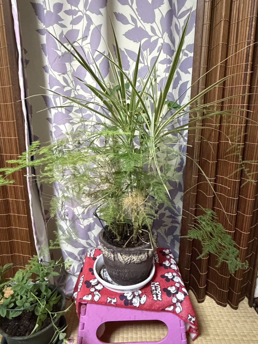ururun0501's tweet photo. ちなみにこの草は、もう何年だかわからんが、デカくなりすぎ

#花の写真 https://t.co/L4qSChoeqX