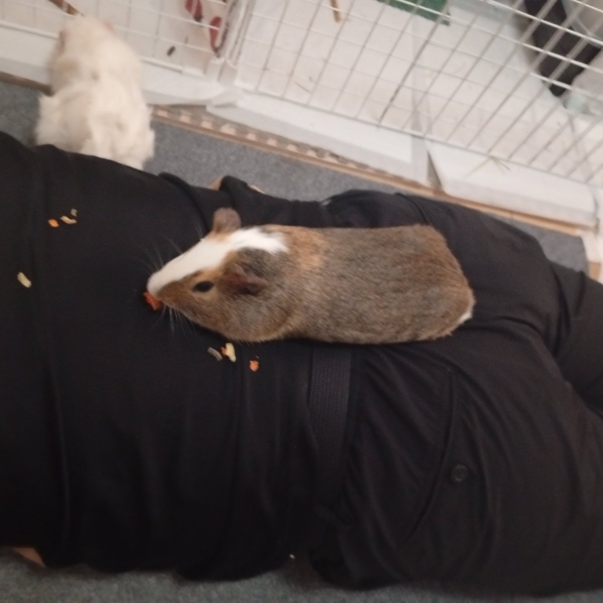 mazikaruska's tweet photo. 伸びて食べるなwww https://t.co/Hrnkxr8As3