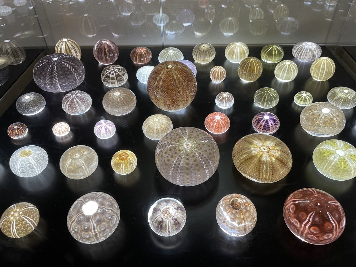 maruyubesi2022's tweet photo. 昨日、茨城県自然博物館で
本日まで開催された企画展
#海の骨なし動物　
行ってきました
学術とアートが交錯する展示会
骨なし動物の歌、頭に残ります… https://t.co/koDG3o16Dm