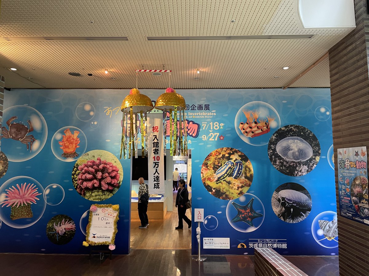 maruyubesi2022's tweet photo. 昨日、茨城県自然博物館で
本日まで開催された企画展
#海の骨なし動物　
行ってきました
学術とアートが交錯する展示会
骨なし動物の歌、頭に残ります… https://t.co/koDG3o16Dm
