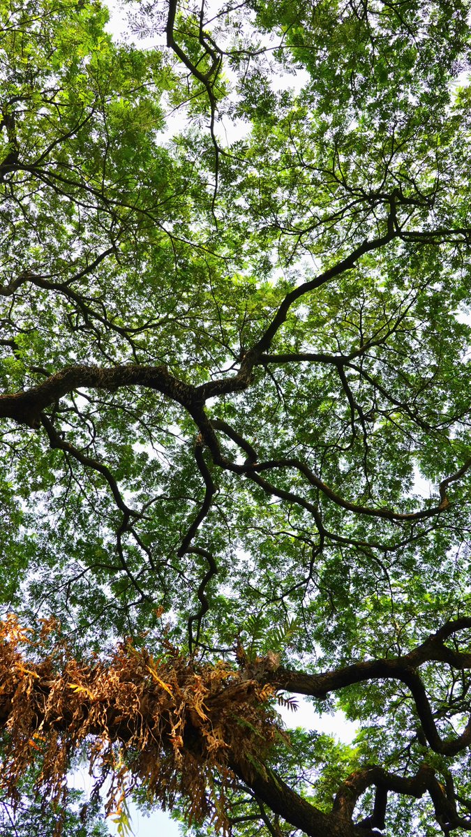 parthosarathi_b's tweet photo. Sometimes you just need to look up and enjoy what’s around you. 🌿 https://t.co/GTfGOXLadZ