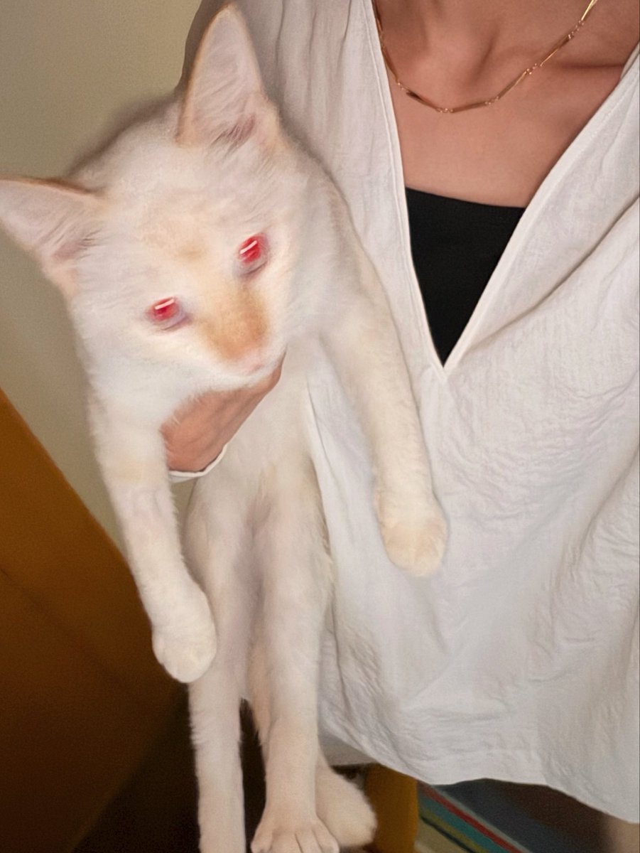 31aug___'s tweet photo. やんちゃなソラ 我が家に来てくれてありがとう 瞳がブルーなのでソラと名付けられたが赤いね フラッシュ炊いてないよ やんちゃでも愛してるよ 猫のこと愛してやまないママが「シャムが入ってるんやろなあ」って優しい眼差しで見つめてた https://t.co/rbiYk7m4RW
