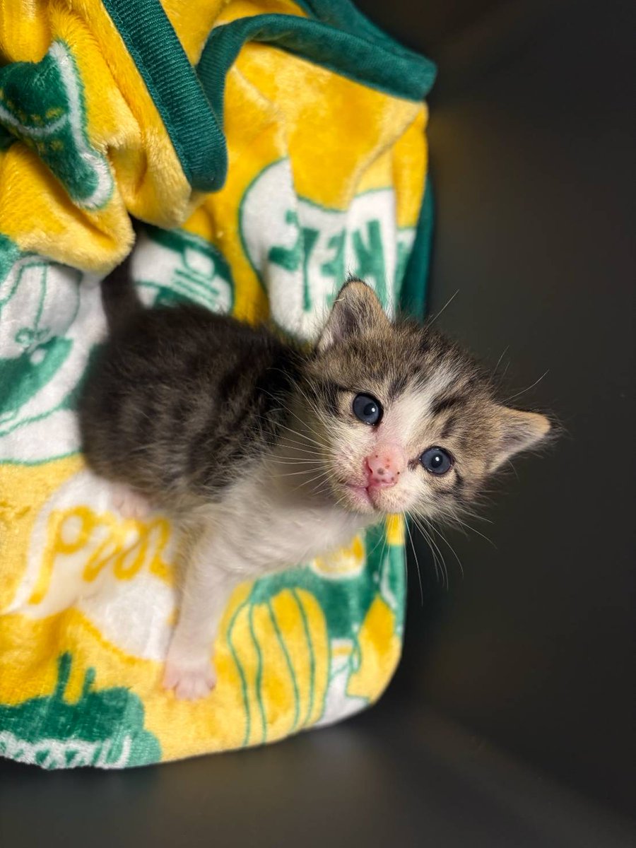 NPO_CATS2026's tweet photo. 昨日緊急保護した子猫ちゃん。
本日２日目。
お名前も「アキ」ちゃんに決まりました。
メンバー宅でだいぶリラックスできるようになりました😊 https://t.co/2sHUYNp7HV