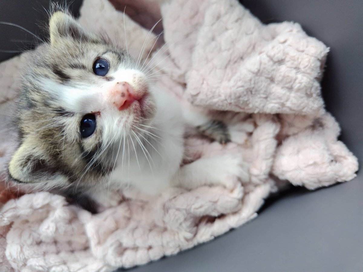 NPO_CATS2026's tweet photo. 昨日緊急保護した子猫ちゃん。
本日２日目。
お名前も「アキ」ちゃんに決まりました。
メンバー宅でだいぶリラックスできるようになりました😊 https://t.co/2sHUYNp7HV