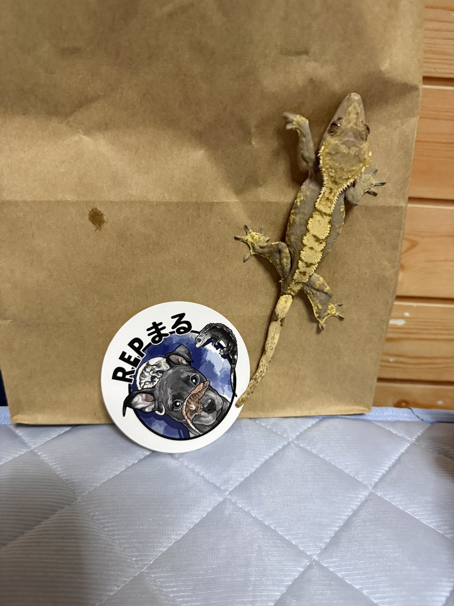 hachu_tun's tweet photo. 今日のWAFでお迎えした子
ヘテロアザン︎︎ ♀
帰ったらさすがにめっちゃファイヤダウンしてる笑
撮る時何回も飛び散らかしましたwww

@REPMARU1008 https://t.co/imre1xFBnn