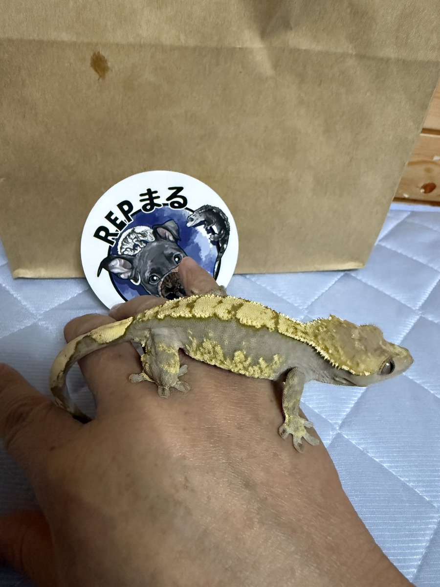 hachu_tun's tweet photo. 今日のWAFでお迎えした子
ヘテロアザン︎︎ ♀
帰ったらさすがにめっちゃファイヤダウンしてる笑
撮る時何回も飛び散らかしましたwww

@REPMARU1008 https://t.co/imre1xFBnn