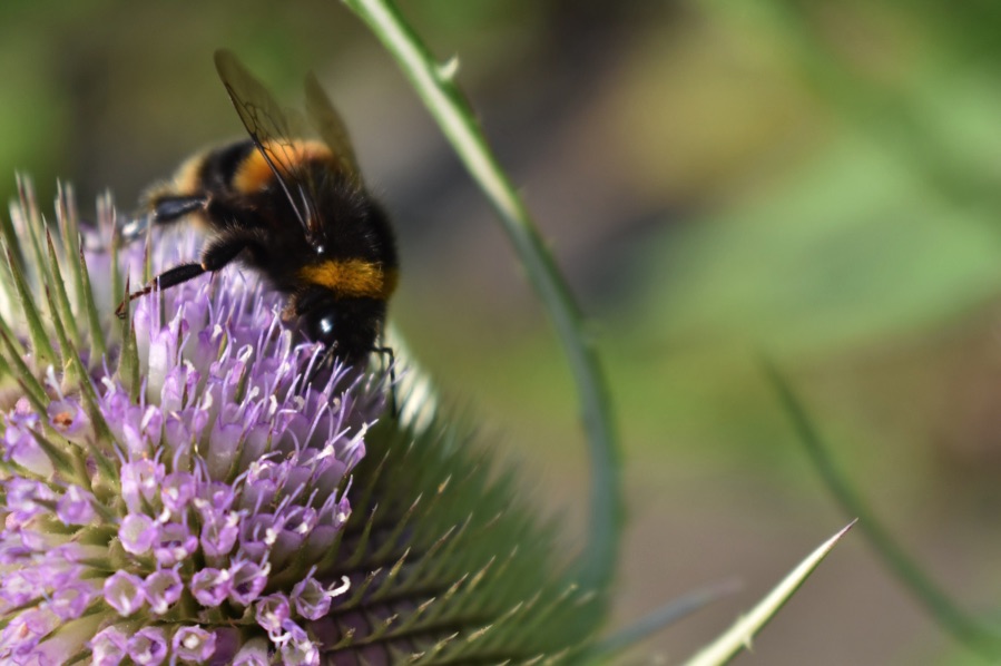 LGSpace's tweet photo. A bumblebee can only fly for about 40 minutes between feeding. But we've lost 97% of our wiłdflower meadows. So each nectar-rich flower you plant in a windowbox or your garden or community green space could be the pit stop that saves a bee 🐝 https://t.co/7yE7N3xCc7