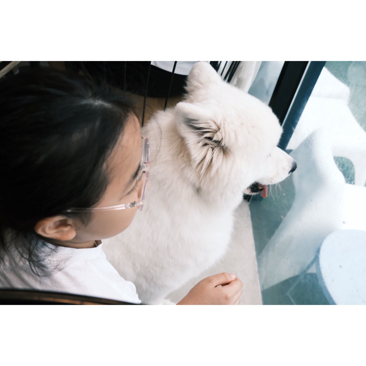 brooklynroac7b's tweet photo. Nom nom. Meet Samsik from the animal café. He only gives his paw or sits when he wants treats or needs something—a calculating little guy. A fun outing to the animal café with Ttaneunim, where Saenim was cute and Osik was adorable too. 260816. https://t.co/xZH58fFMBq