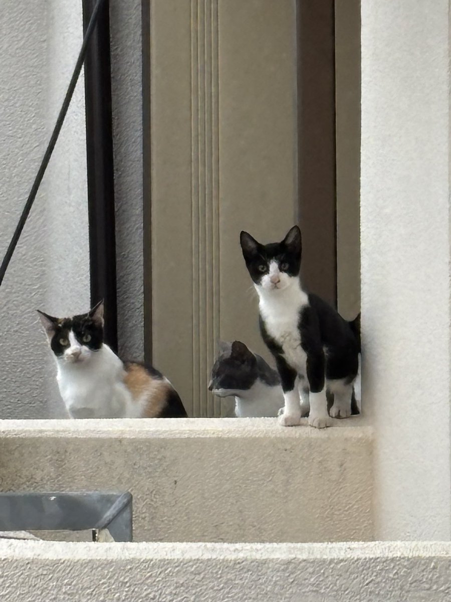 Silvia_388's tweet photo. 今日の猫さん🐱よく見ると4匹もいる、兄弟かな https://t.co/ZQF2QXhPQC